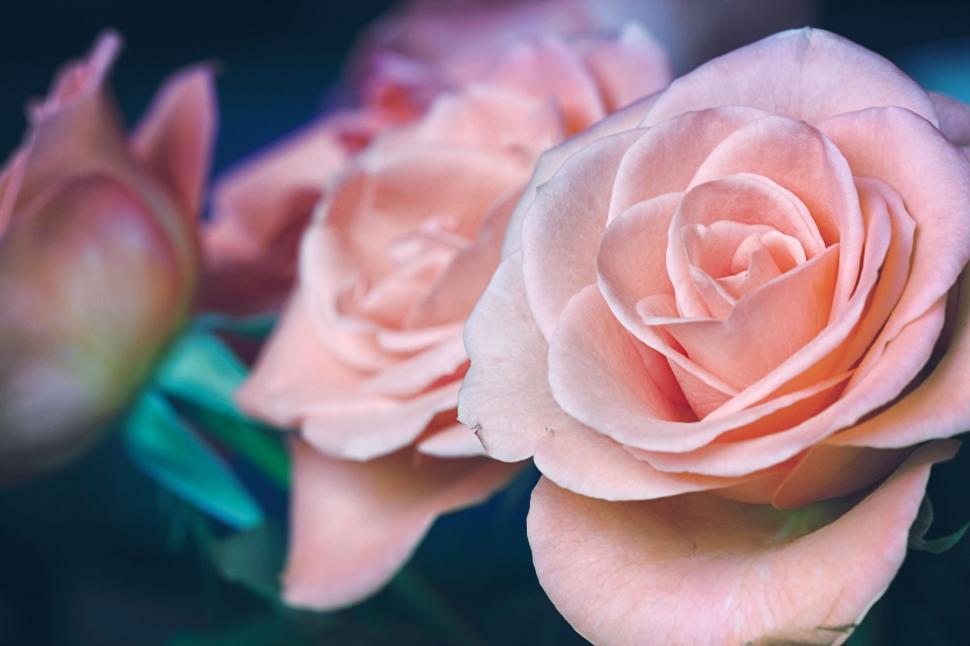 Free Image of Group of Pink Roses on Table 