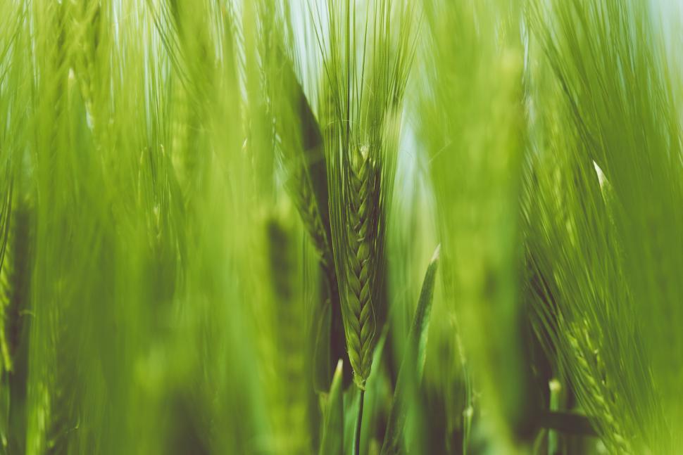 Free Image of Close Up of a Field of Green Grass 