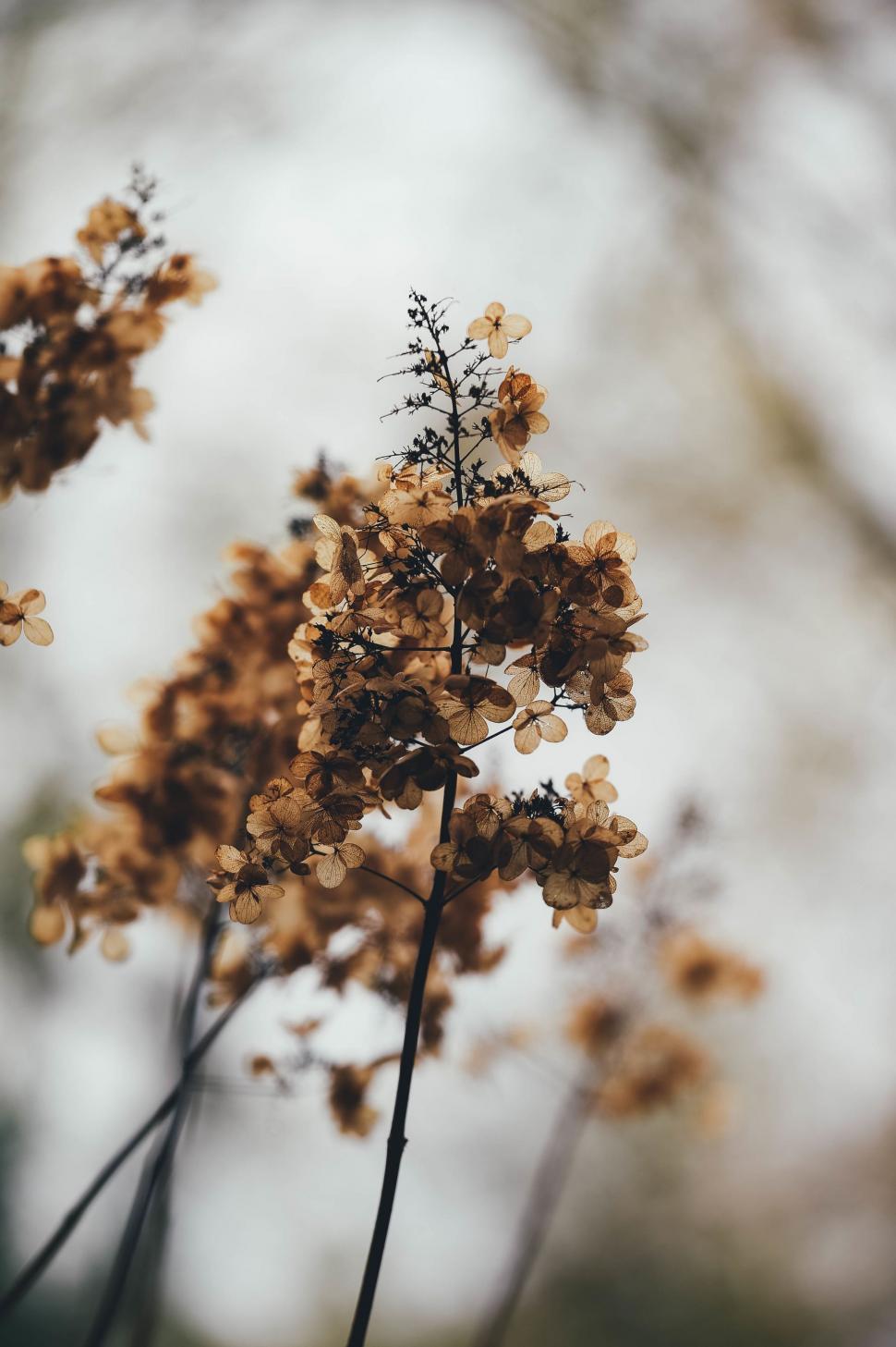 Free Image of Close Up of a Plant With Brown Flowers 