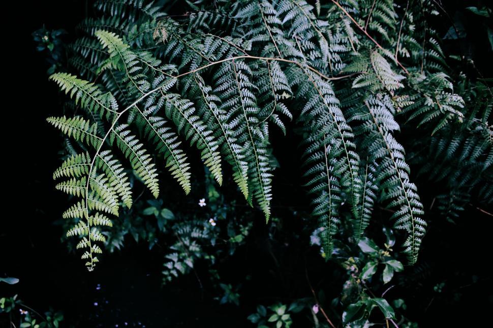 Free Image of Cluster of Various Plants Growing Together 