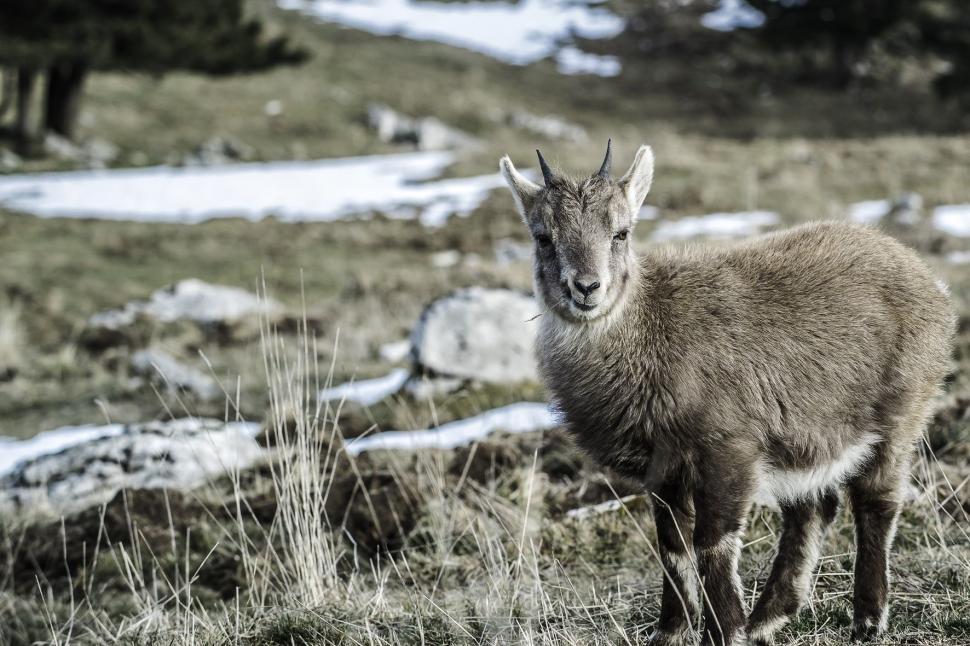 Free Image of Sheep Standing in Snowy Field 