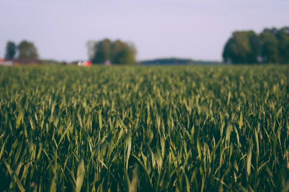 Free Image of Lush Green Field With Trees 
