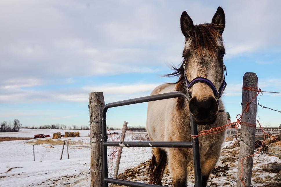 Free Image of Brown Horse Standing by Wooden Fence 