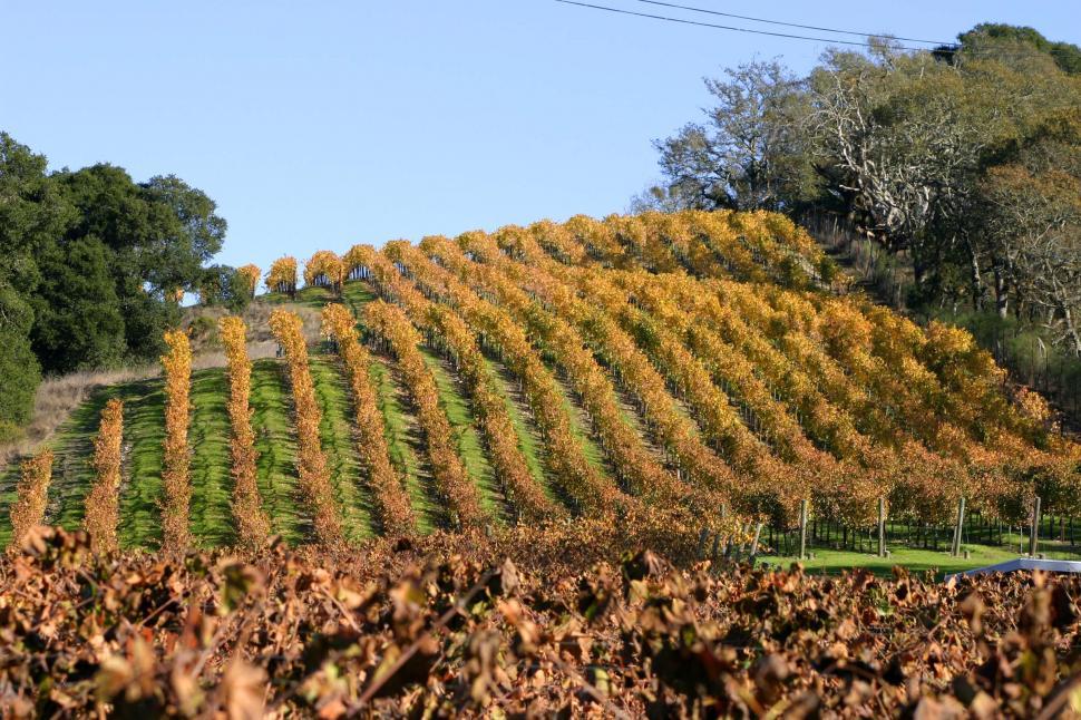 Free Image of Trees Scattered Across a Wide Field 