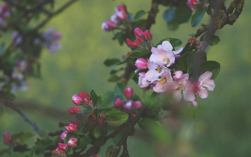 Free Image of Branch With Pink Flowers and Green Leaves 