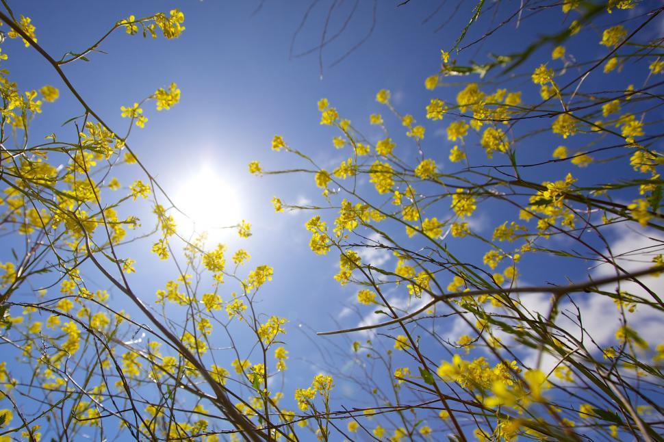 Free Image of Sun Shines Through Branches of Tree 