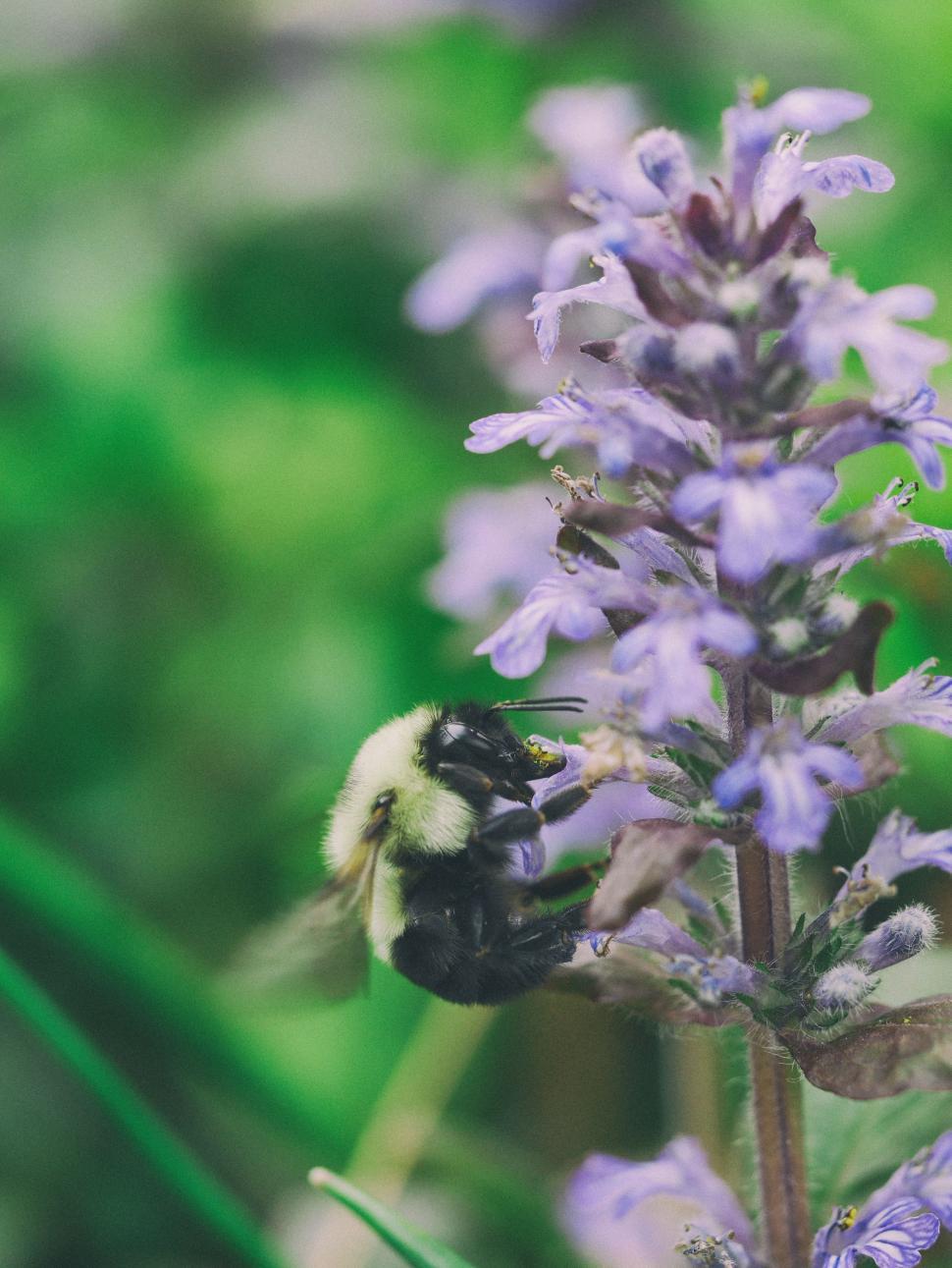 Free Image of Bum Sitting on Purple Flower 