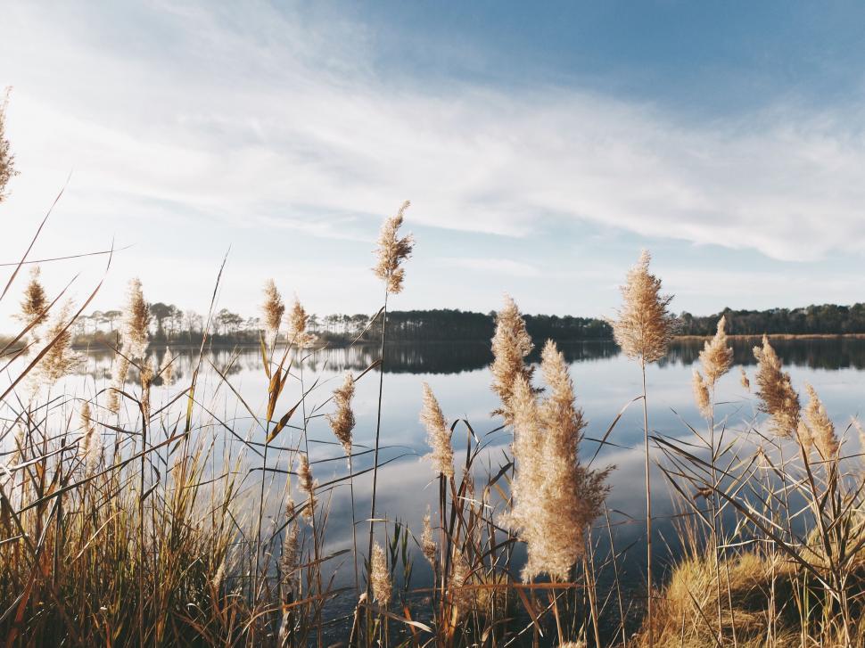 Free Image of Body of Water Surrounded by Tall Grass 