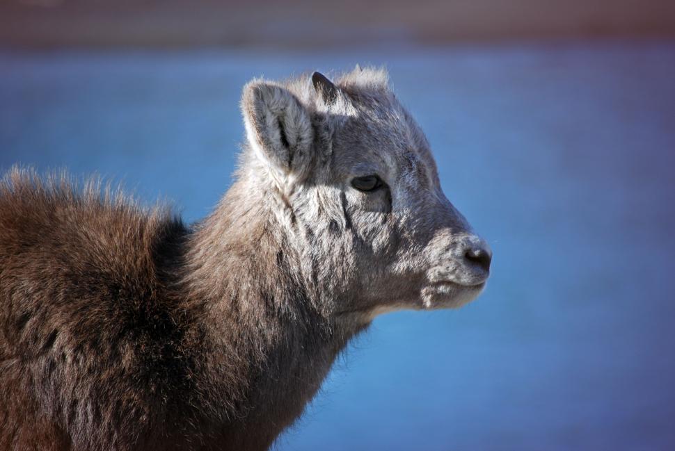 Free Image of Close Up of Deers Head With Blue Background 