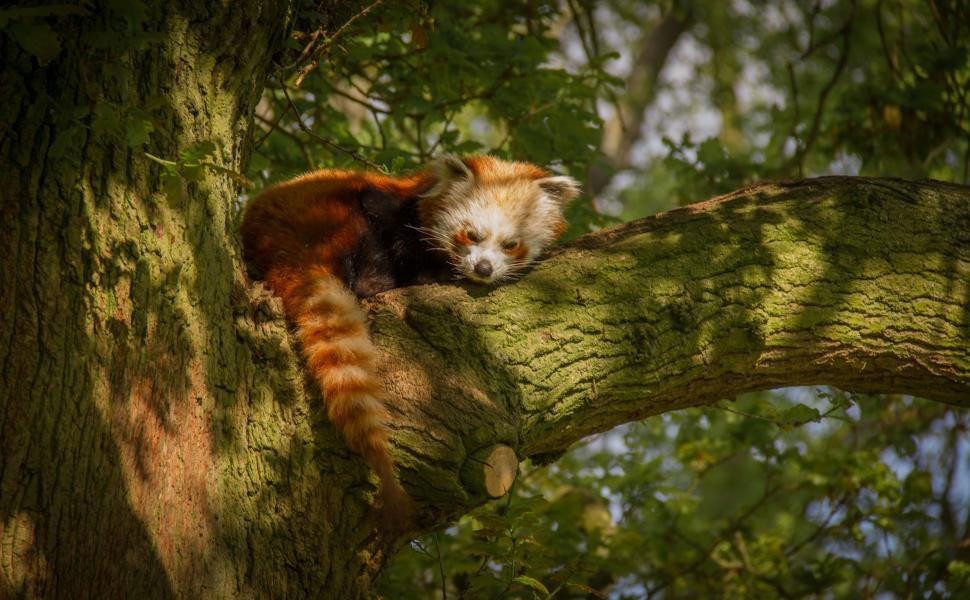 Free Image of Brown and White Animal Sitting on Top of a Tree 