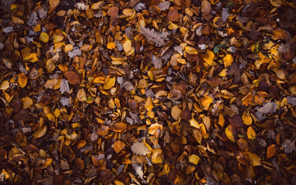 Free Image of Pile of Leaves Scattered on the Ground 