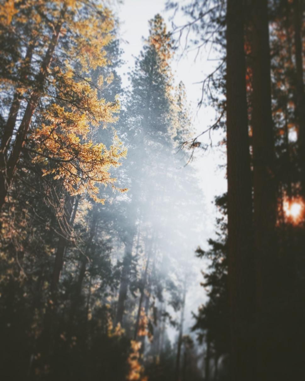 Free Image of Towering Trees in a Dense Forest 