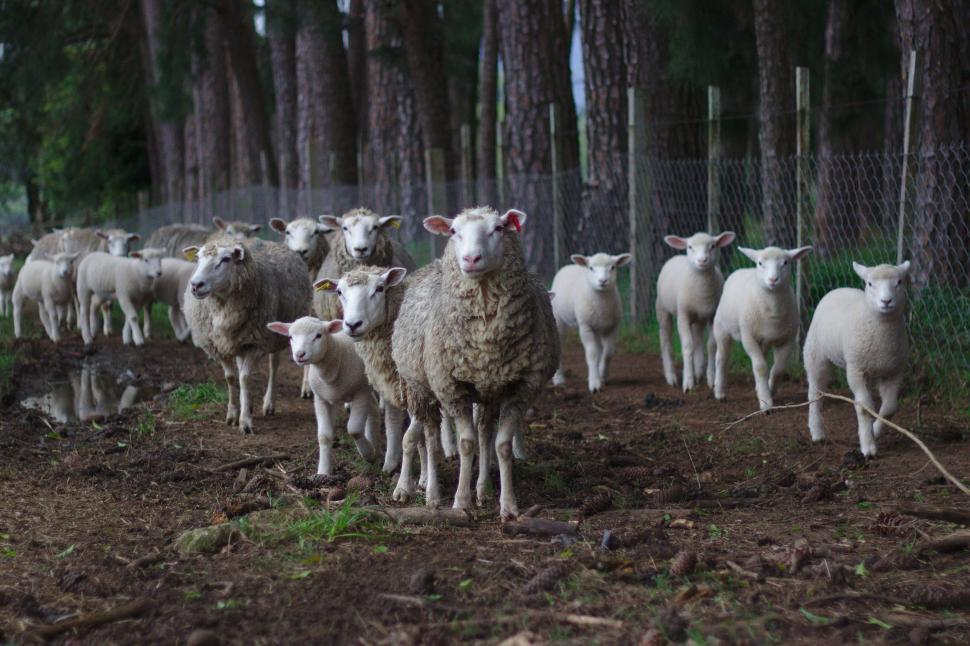 Free Image of Herd of Sheep Standing on Top of a Dirt Field 