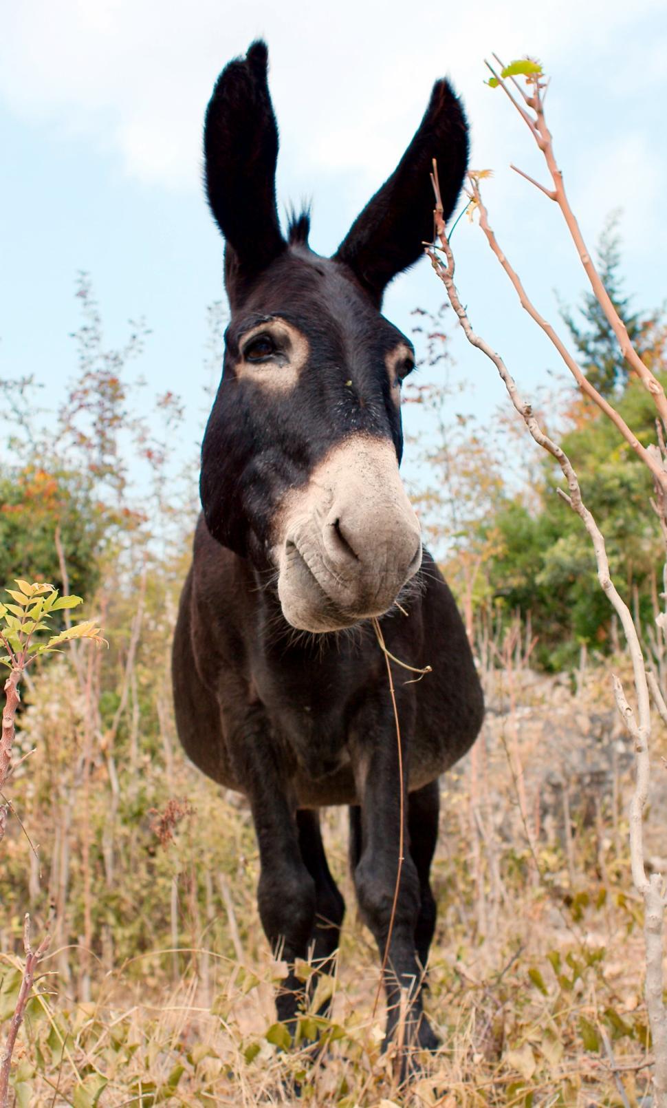 Free Image of The donkey 