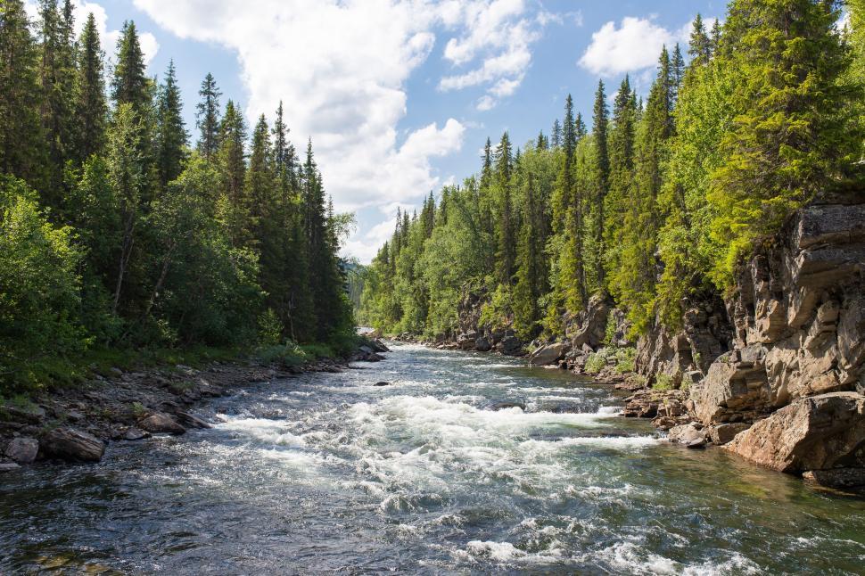 Free Image of River Flowing Through Lush Green Forest 