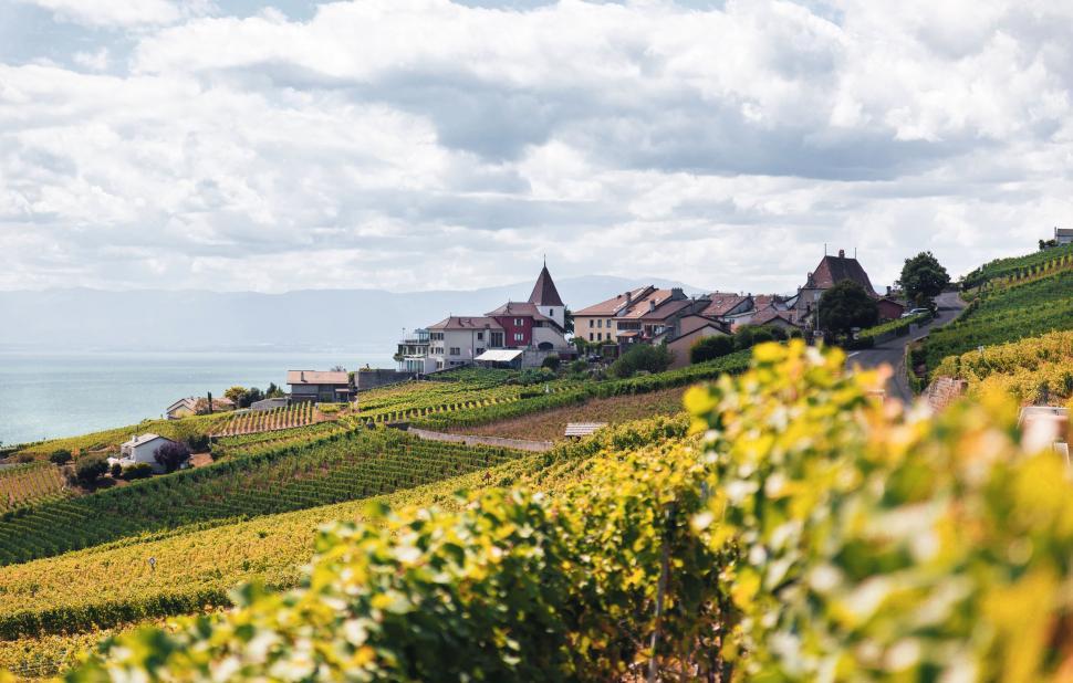 Free Image of Vineyard Overlooking Church 
