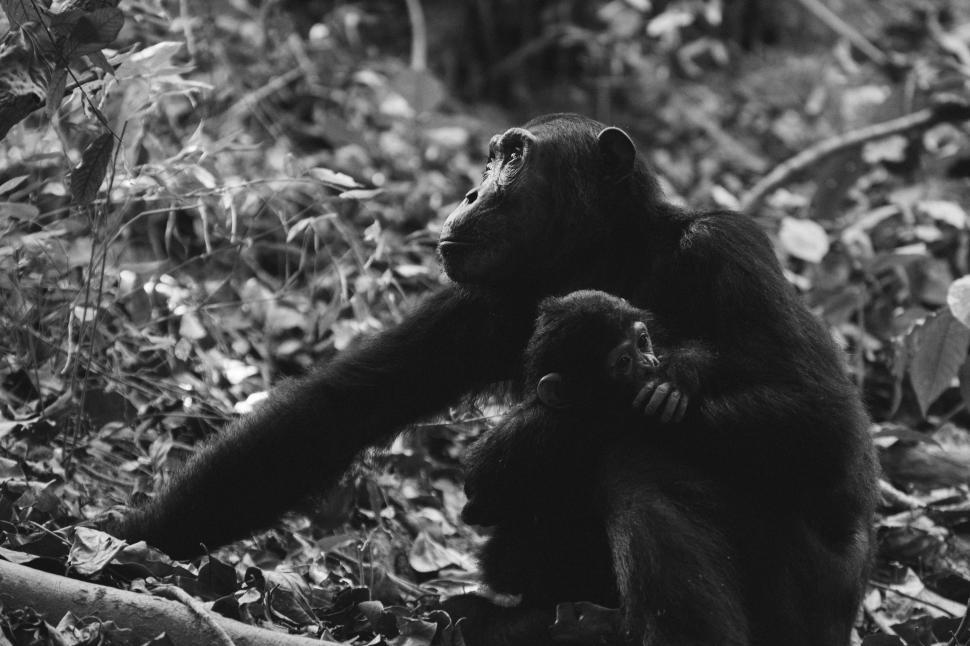 Free Image of Monkey in the Woods 