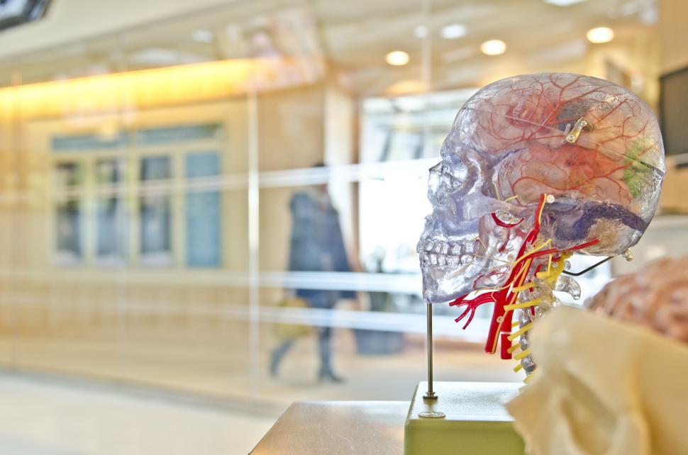Free Image of Fake Human Head on Table 