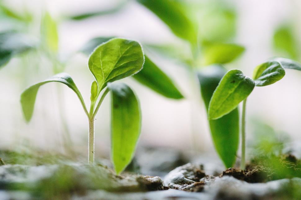Free Image of Close Up of Plant Growing in Dirt 