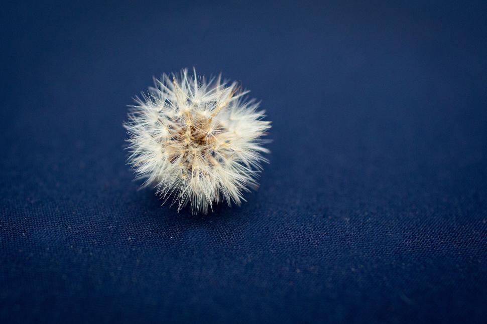 Free Image of Dandelion on Dark Blue Background 