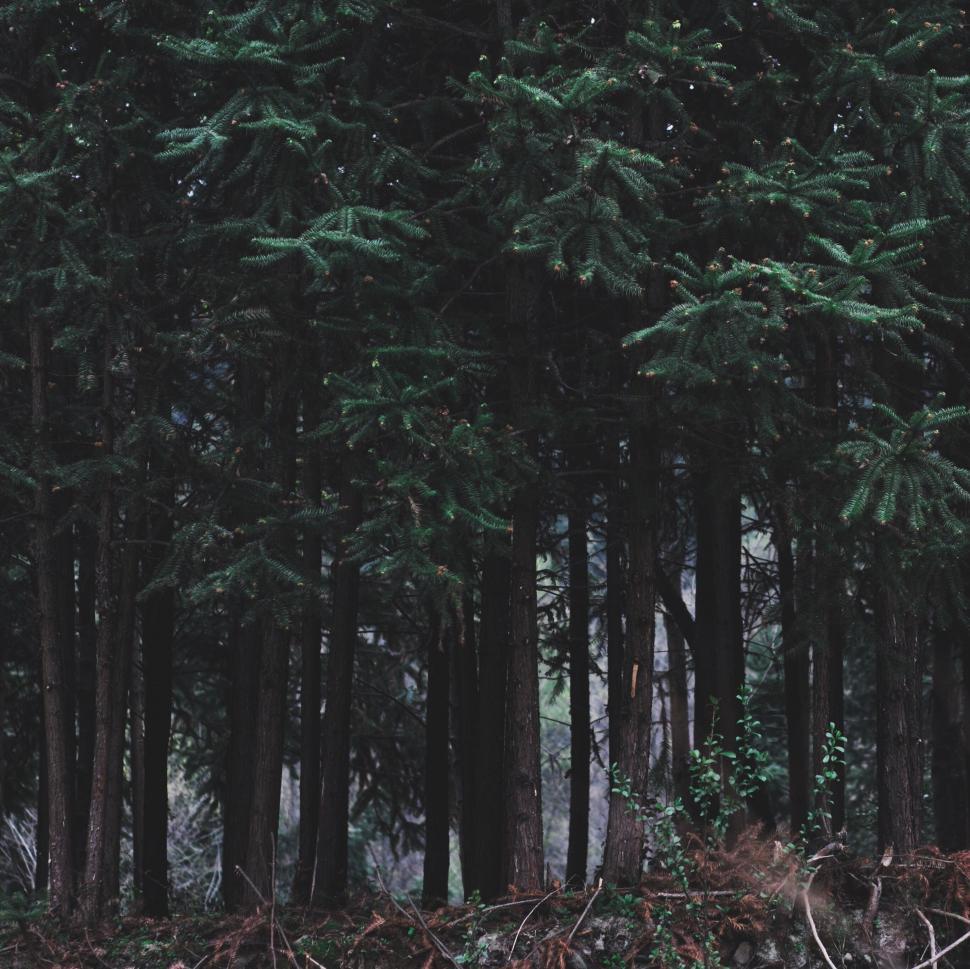 Free Image of Serenity in the Forest 