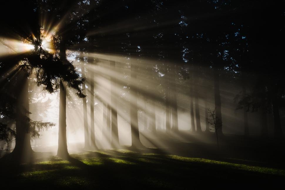 Free Image of Misty Forest Filled With Trees 