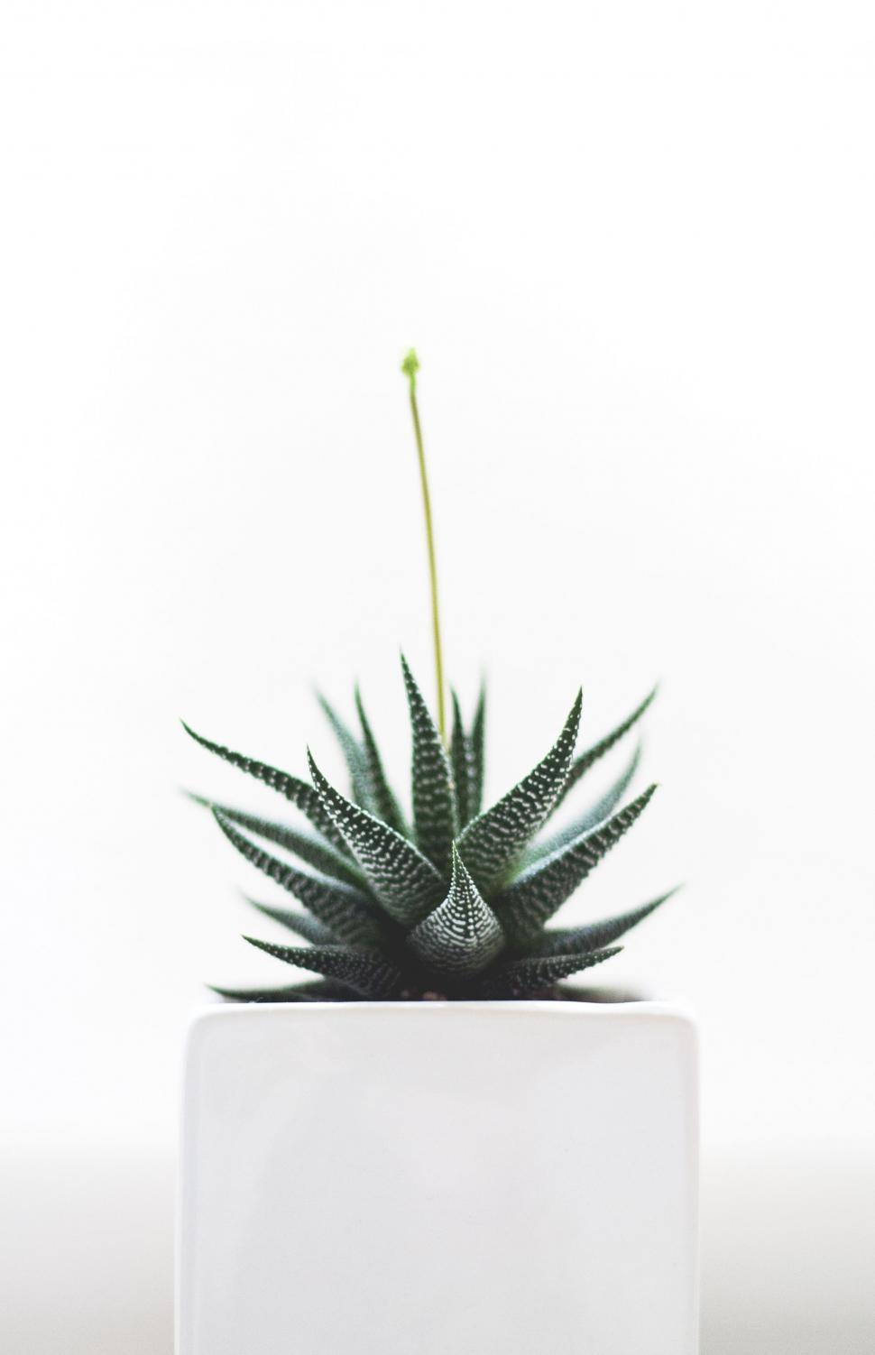Free Image of Potted Plant on Black and White Setting 