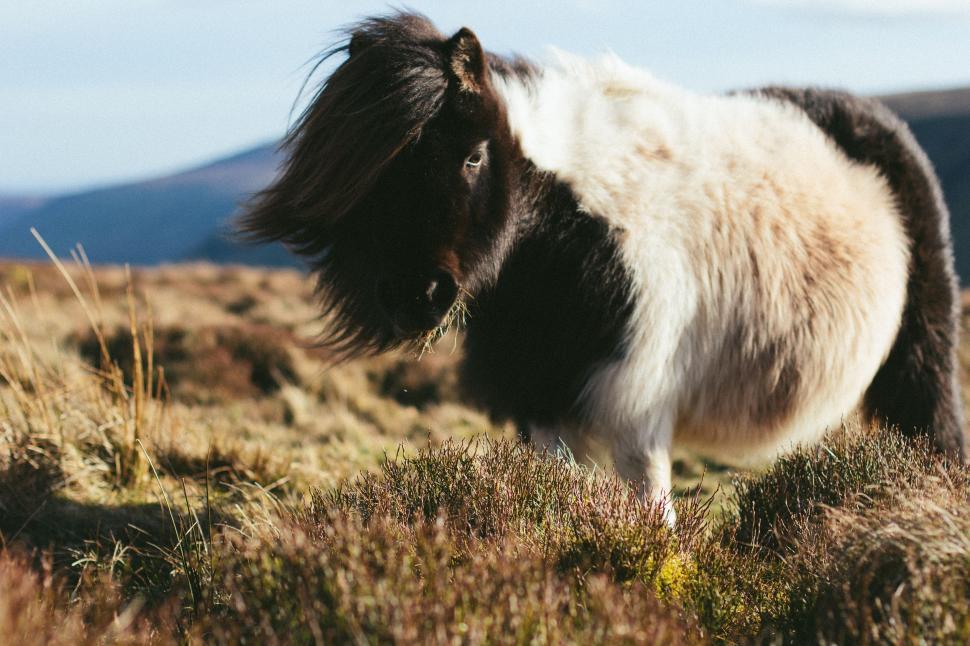 Free Image of Black and White Horse Standing on Grass Covered Field 