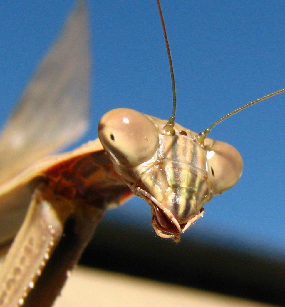 Free Image of Praying Mantis 