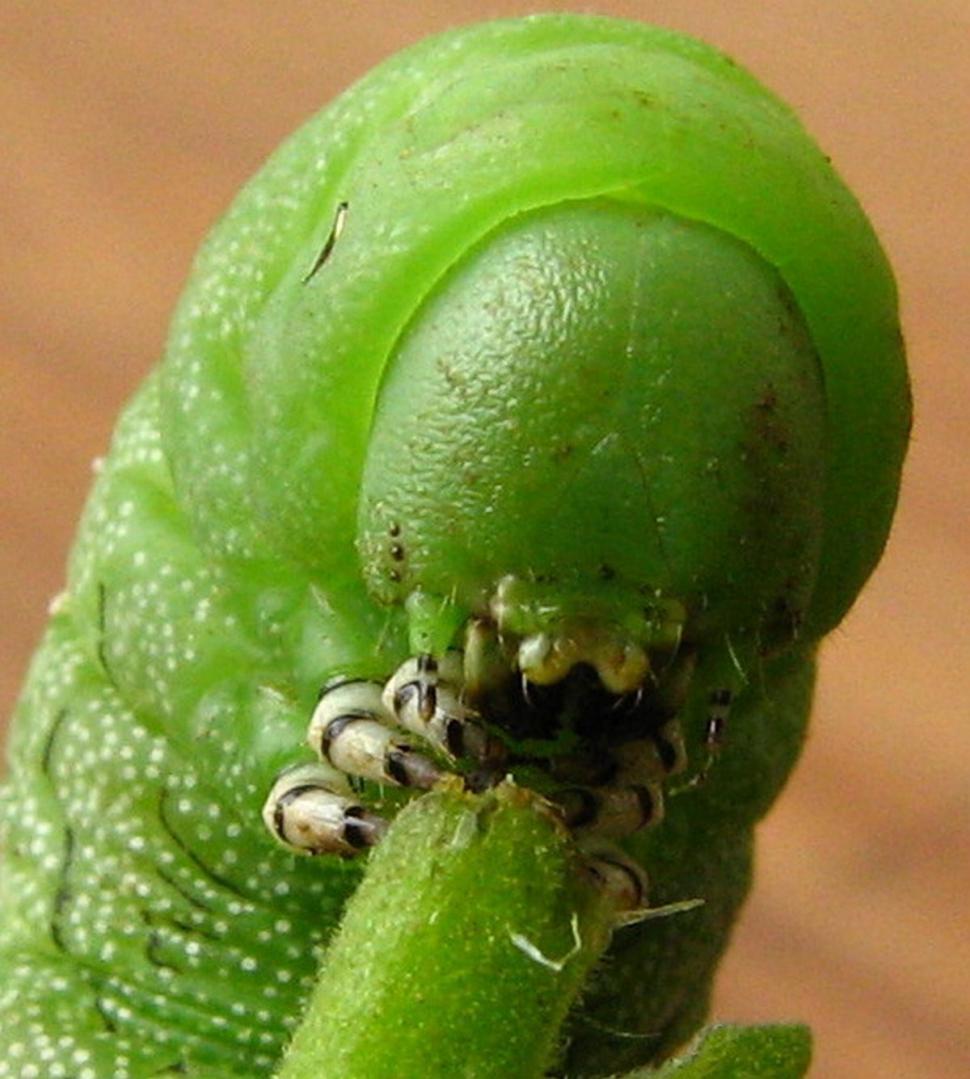 Free Image of Tomato Worm 