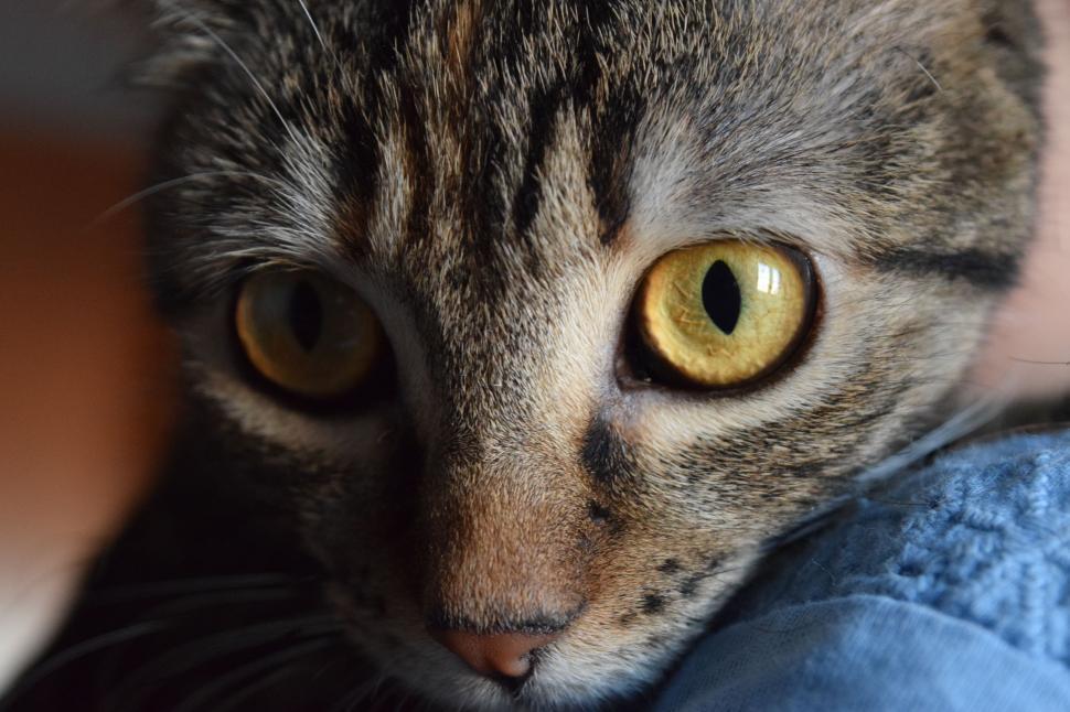 Free Image of Close Up of a Cat With Yellow Eyes 