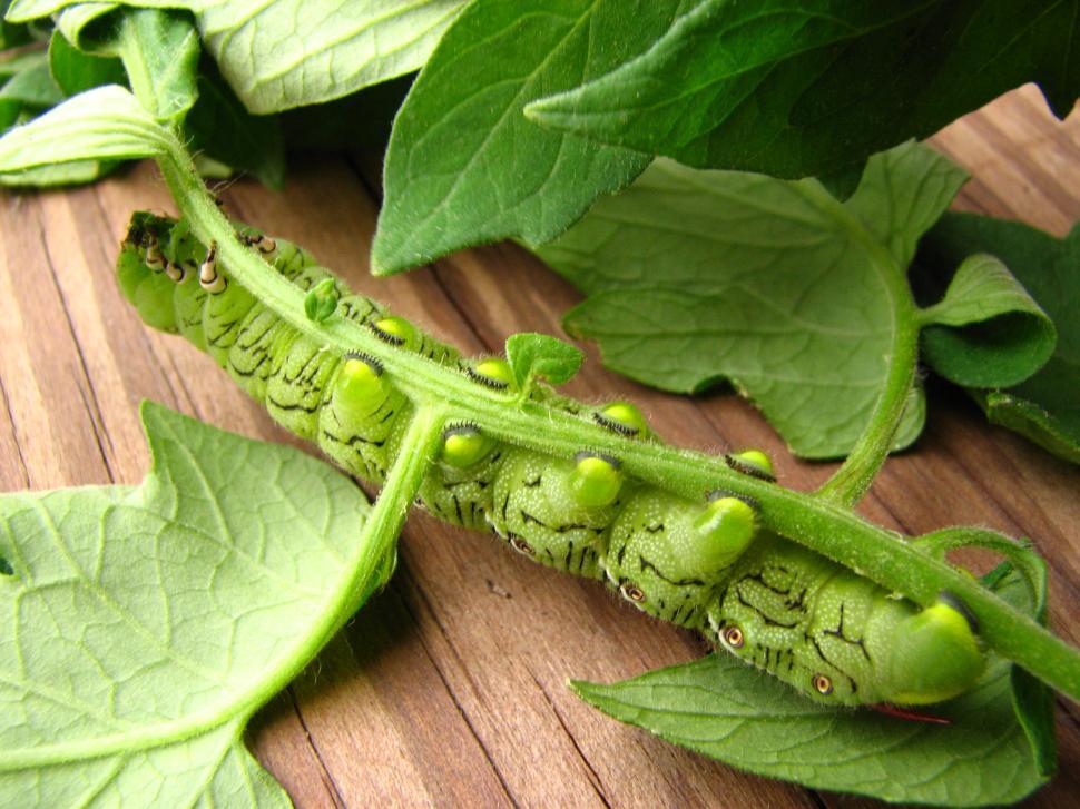 Free Image of Tomato Worm 