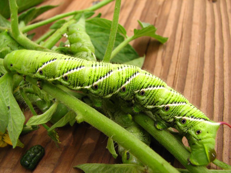 Free Image of Tomato Worm 
