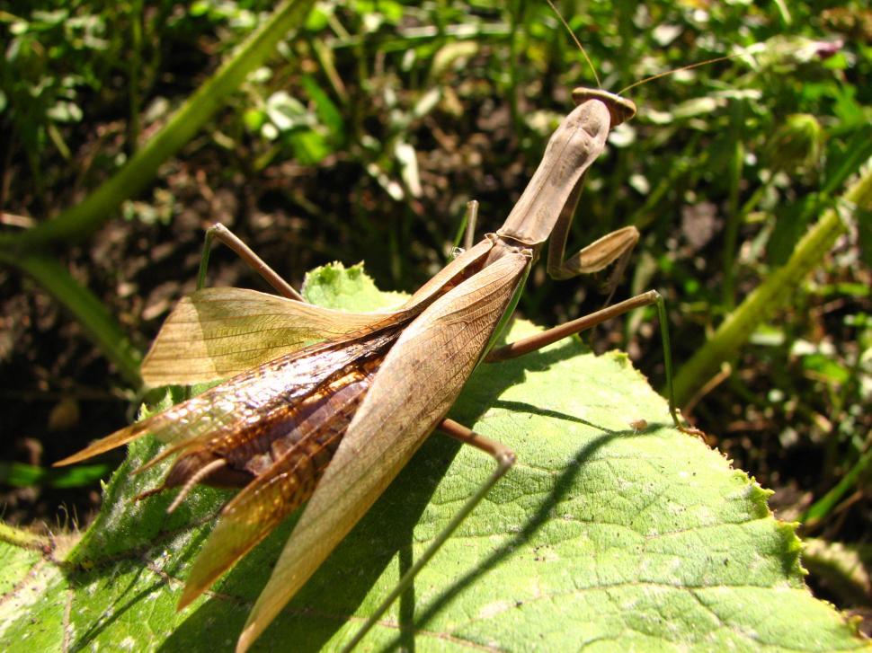 Free Image of Praying Mantis 