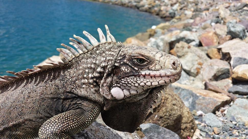 Free Image of Lizard Basking on Rock by Water 