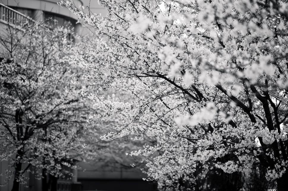 Free Image of Tree-Lined Street in Black and White 