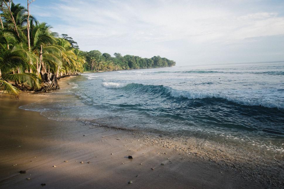 Free Image of Sandy Beach With Palm Trees and Waves 