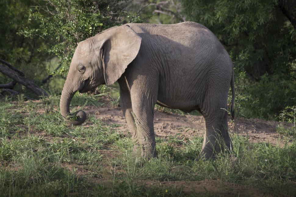Free Image of Elephant Standing in Field With Trees Background 