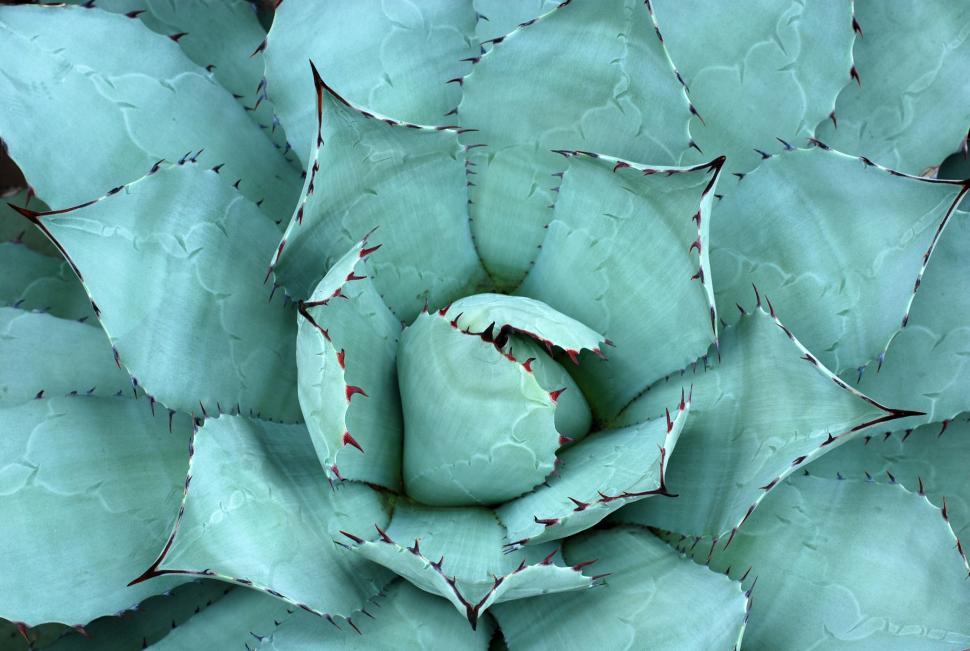 Free Image of Close Up of a Green Plant With Leaves 
