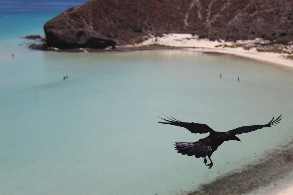 Free Image of Large Bird Flying Over Body of Water 