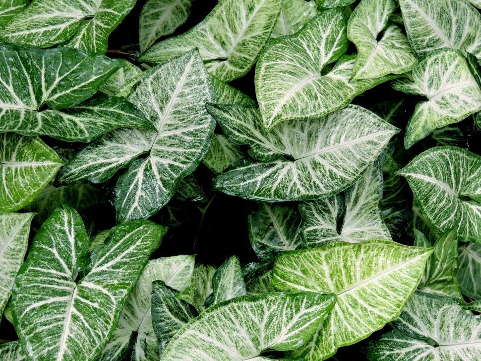 Free Image of Close Up of a Bunch of Green Leaves 