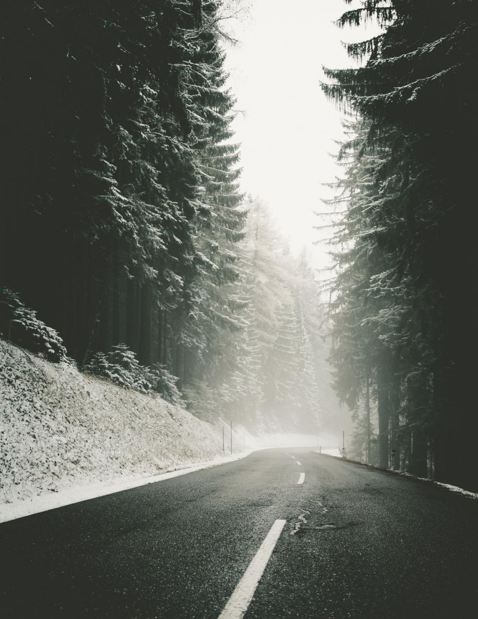 Free Image of A Road Cutting Through Woods 