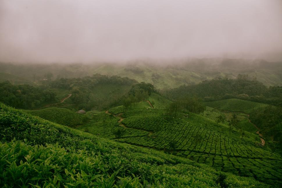 Free Image of Verdant Hillside Covered in Trees 