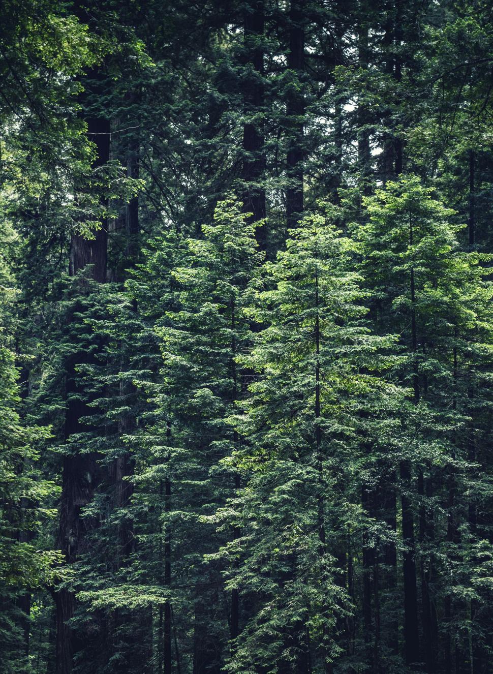 Free Image of Lush Forest With Tall Green Trees 