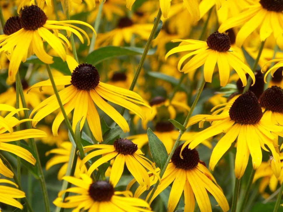 Free Image of Vibrant Field of Yellow Flowers With Green Leaves 