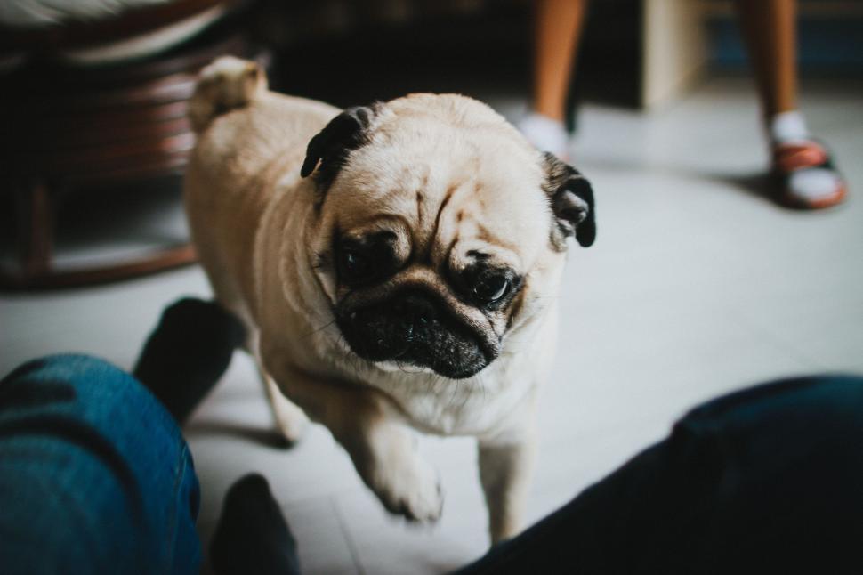 Free Image of Small Pug Dog Standing on White Floor 