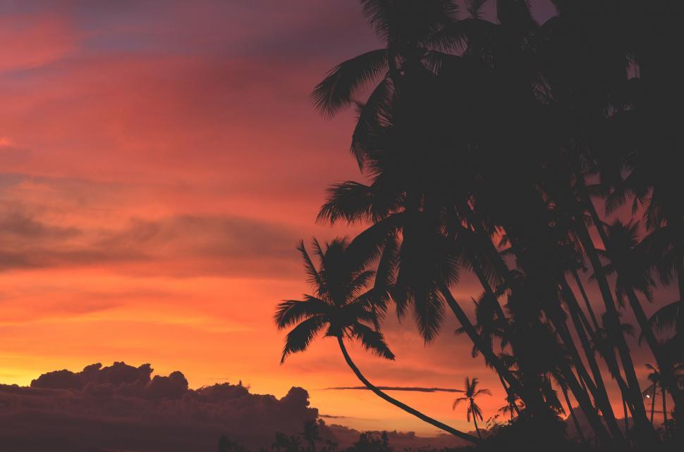 Free Image of A Beautiful Sunset With Palm Trees 