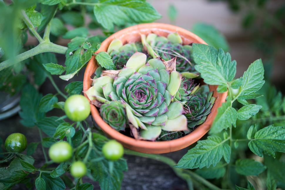 Free Image of Small Potted Plant With Green Leaves 