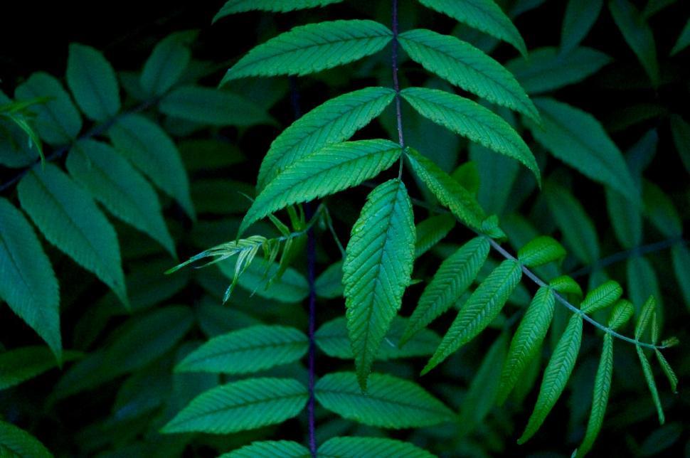 Free Image of Close Up of a Green Leafy Plant 