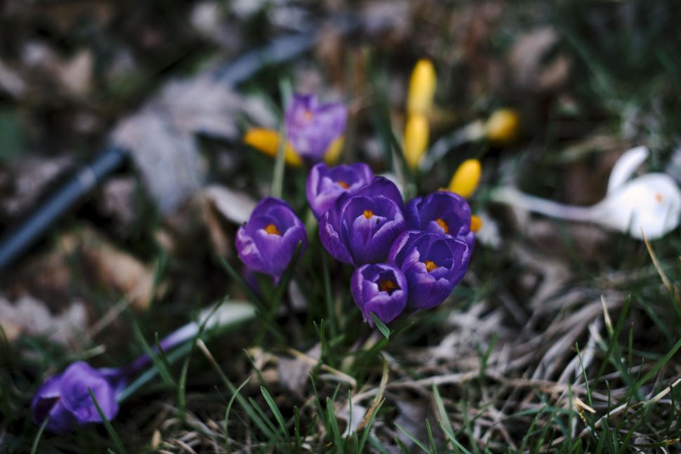 Free Image of Purple Flowers Scattered in Grass 